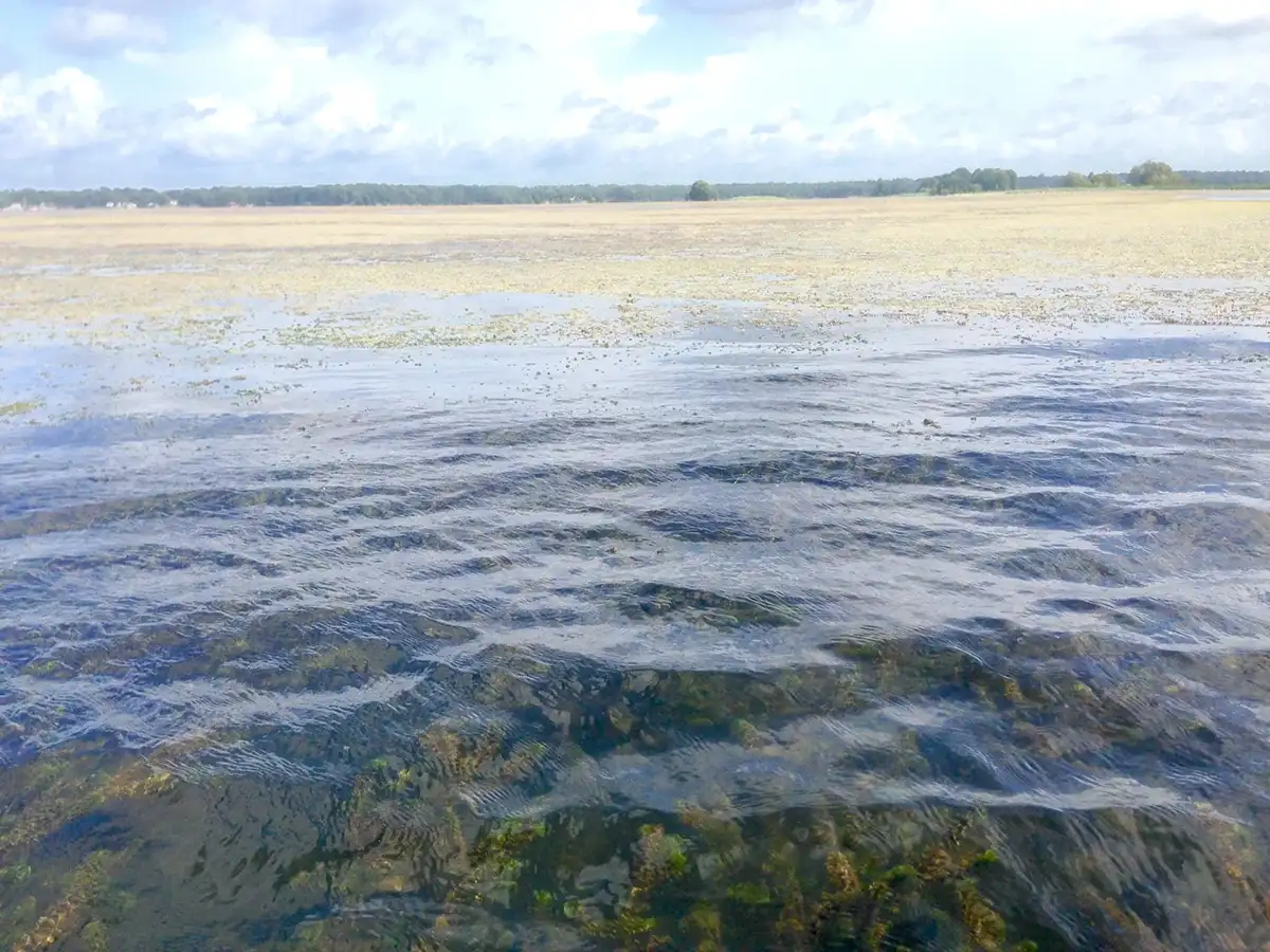 hydrilla mat on a Florida lake