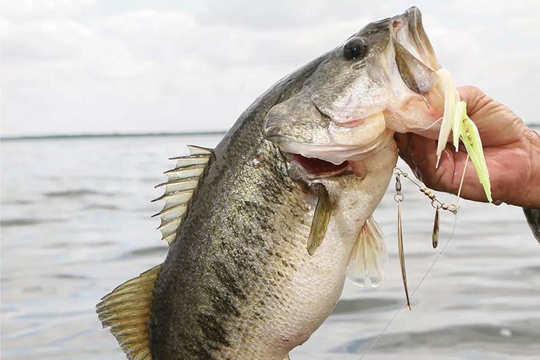 Spinnerbait Guide for Muddy Conditions
