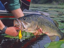 Kissimmee Chain Fishing Report