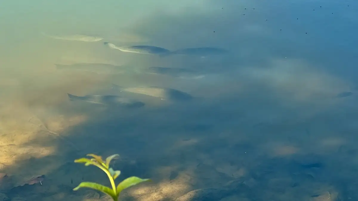bass in shallow vegetation during spring