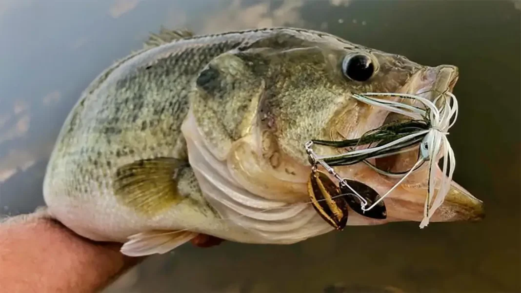 FL Bass caught on a spinnerbait