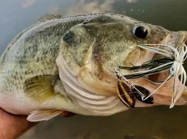 FL Bass caught on a spinnerbait