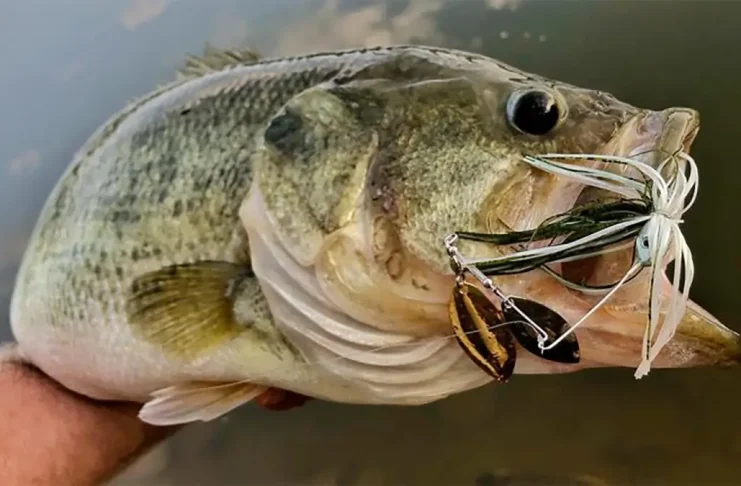 FL Bass caught on a spinnerbait