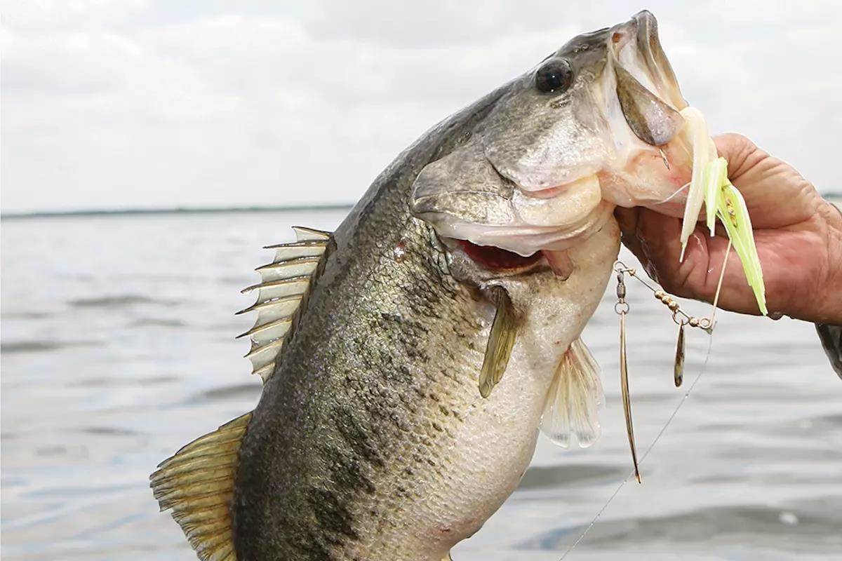 Angler catching a bass on a spinnerbait in Central Florida.